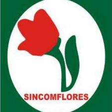sincomflores