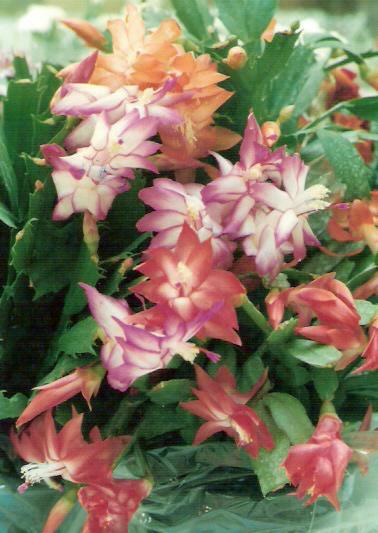 FLOR DE CACTO- Flor da Sabedoria | Feira de Flores