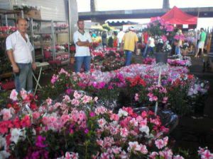 LIEBE AZALEIAS | Feira de Flores